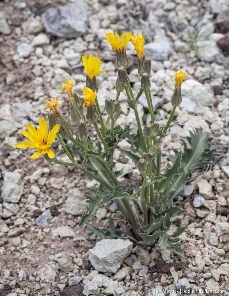 Largeflower Hawksbeard photo 4