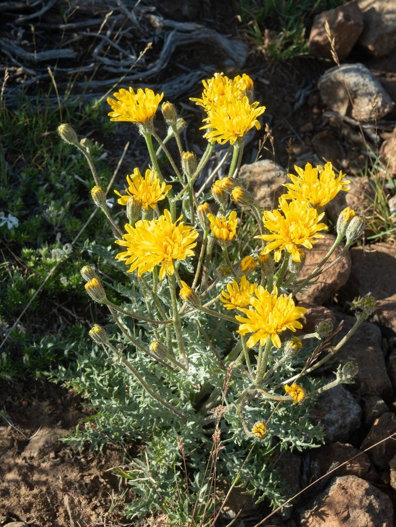 Largeflower Hawksbeard photo 5