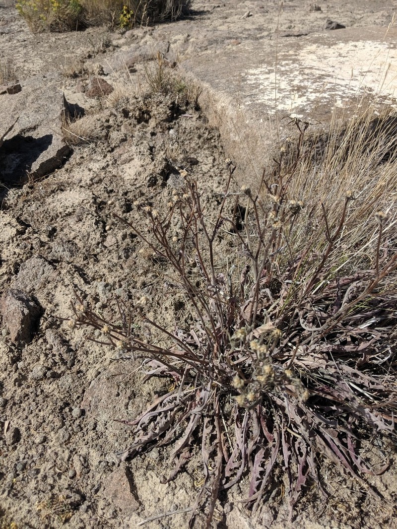 Largeflower Hawksbeard photo 6