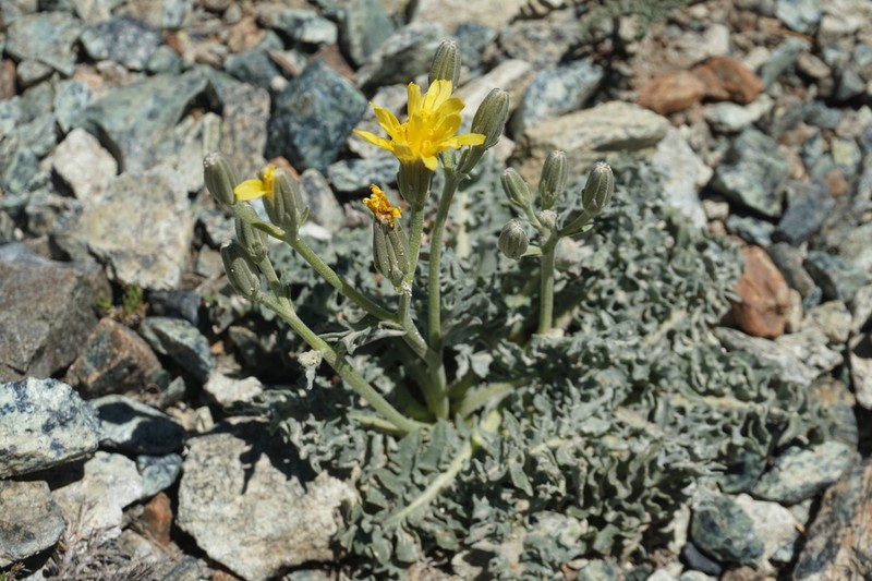 Largeflower Hawksbeard photo 7