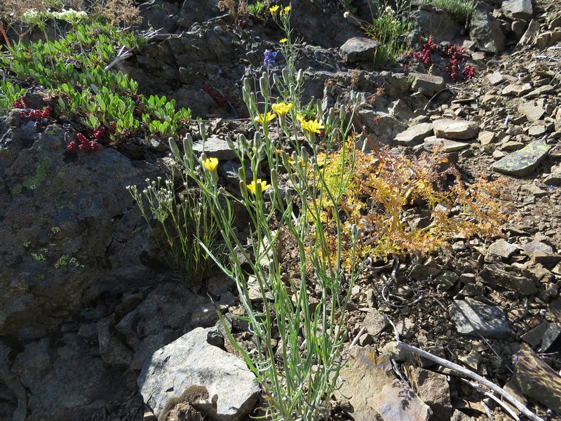 Crepis occidentalis subsp. conjuncta