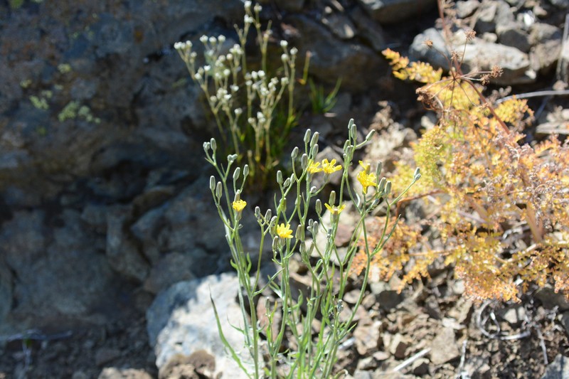 Crepis occidentalis subsp. conjuncta photo 2