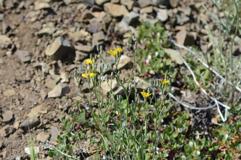 Crepis occidentalis subsp. conjuncta photo 3