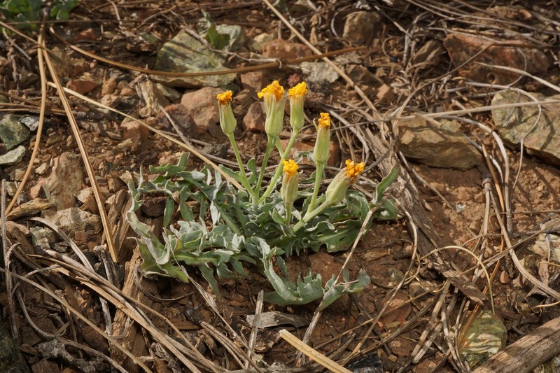 Crepis occidentalis subsp. conjuncta photo 4