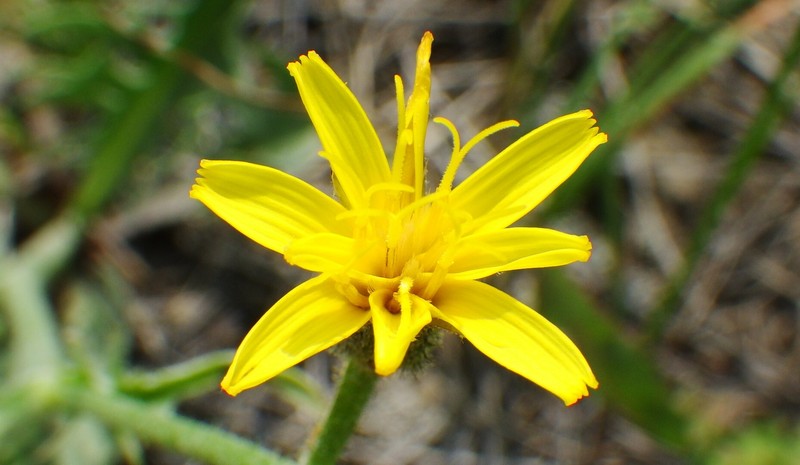 Crepis occidentalis subsp. costata
