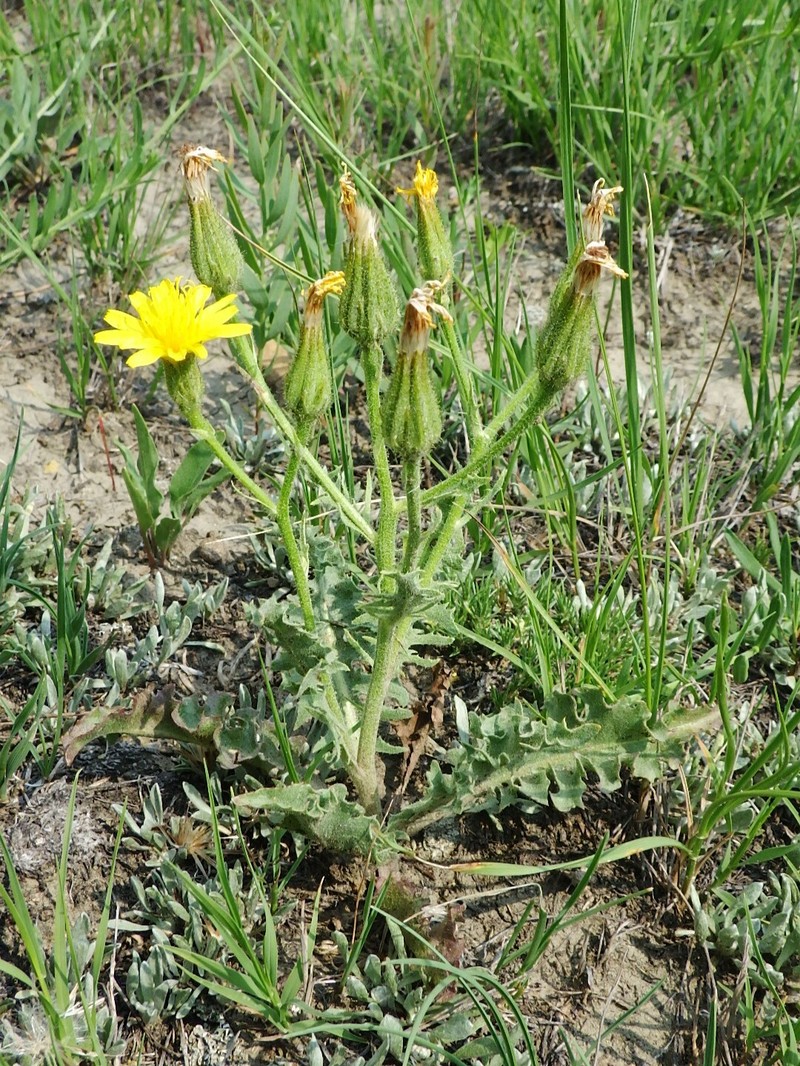 Crepis occidentalis subsp. costata photo 2