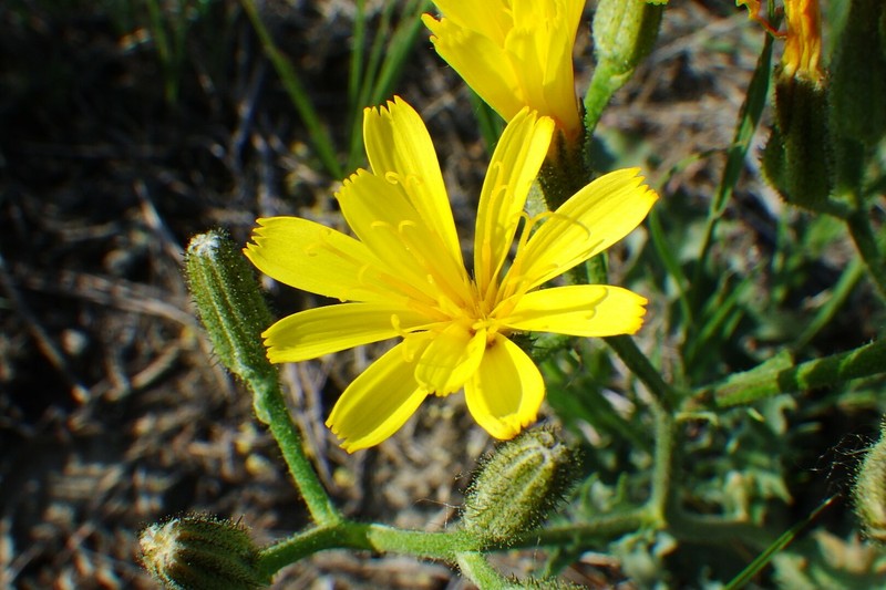 Crepis occidentalis subsp. costata photo 3