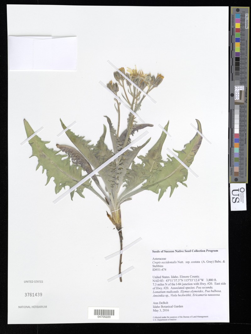 Crepis occidentalis subsp. costata photo 4