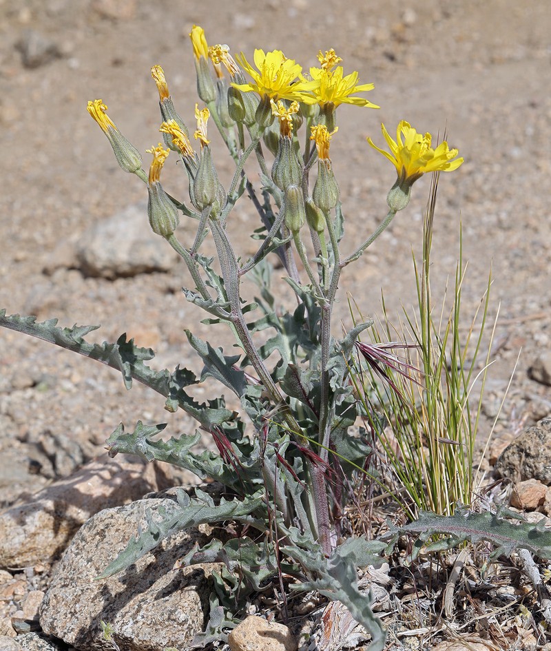Crepis occidentalis subsp. occidentalis