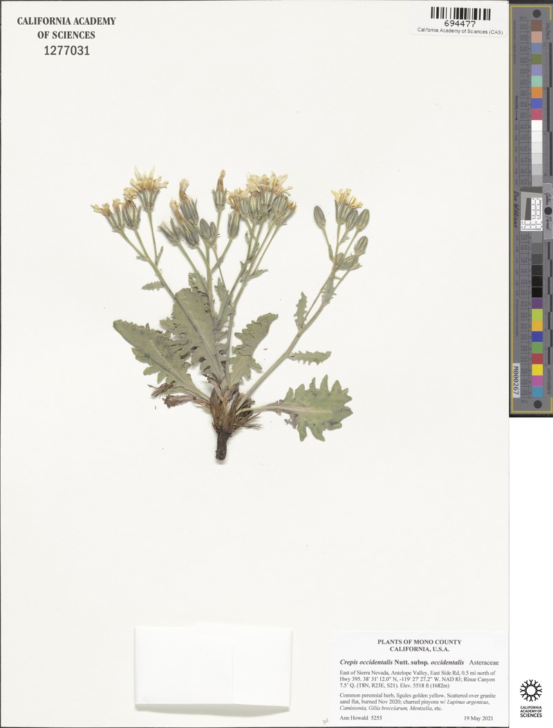 Crepis occidentalis subsp. occidentalis photo 2