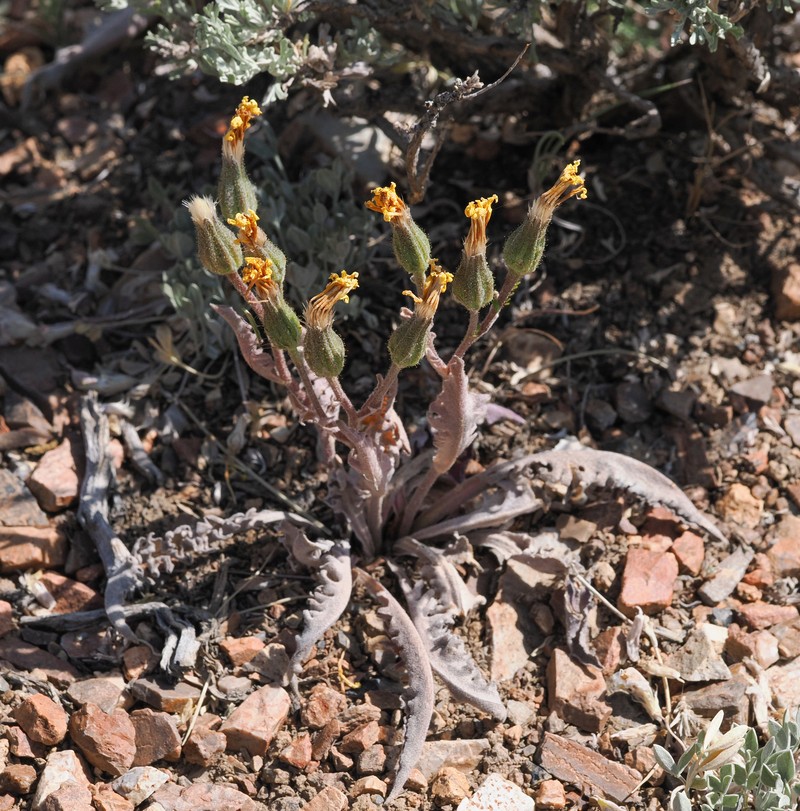 Crepis occidentalis subsp. pumila