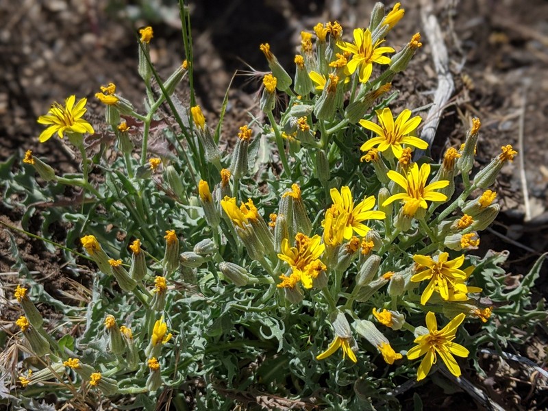 Crepis occidentalis subsp. pumila photo 2