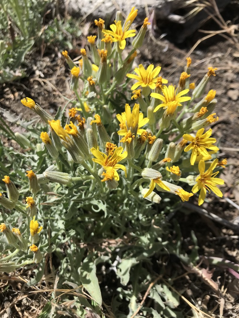 Crepis occidentalis subsp. pumila photo 3
