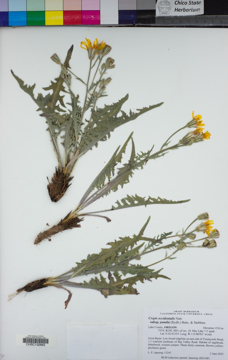 Crepis occidentalis subsp. pumila photo 4