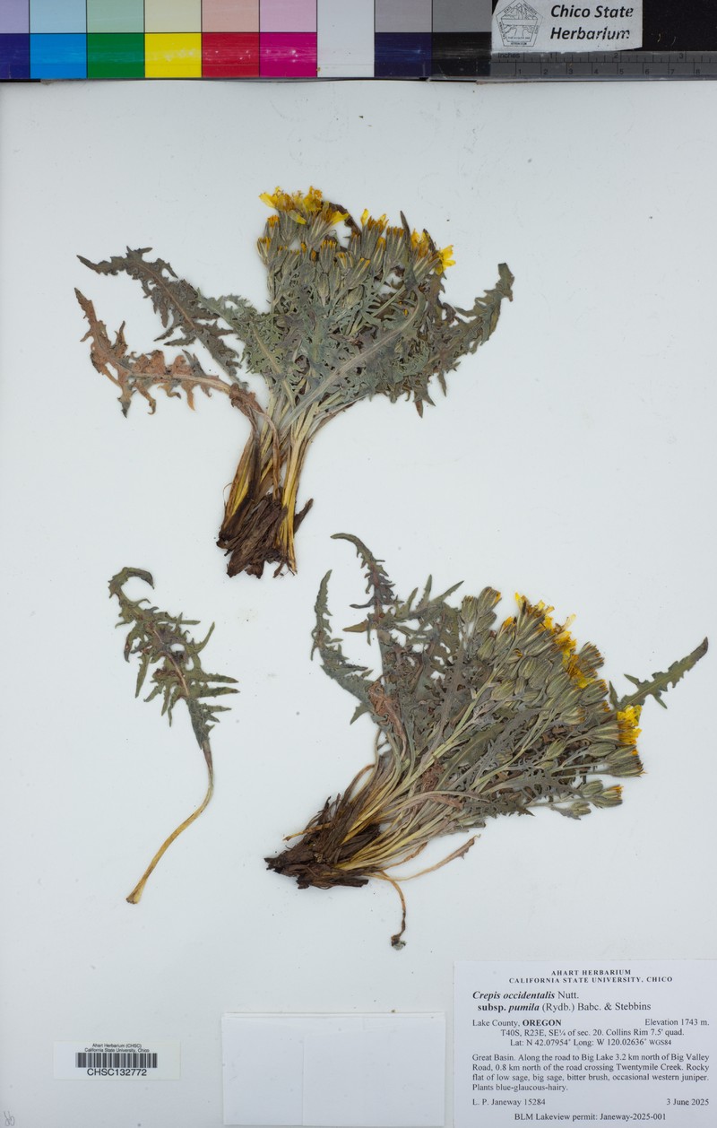Crepis occidentalis subsp. pumila photo 5