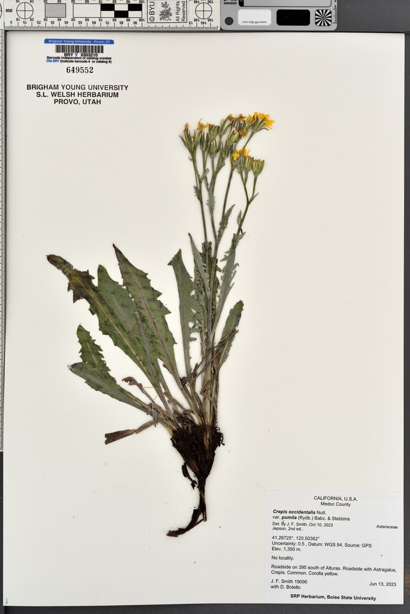 Crepis occidentalis subsp. pumila photo 6