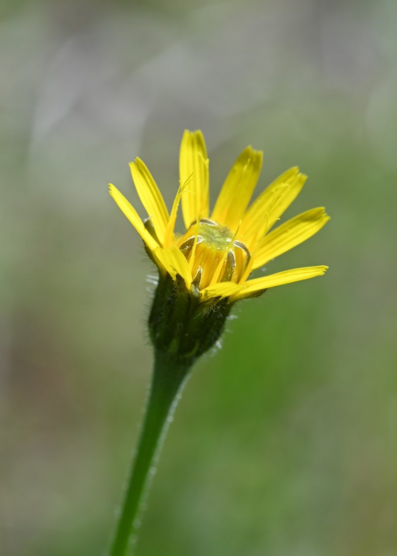 Pasture Hawksbeard photo 2