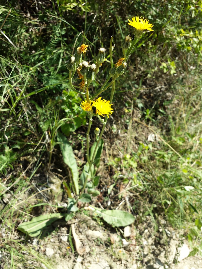 Pasture Hawksbeard photo 3