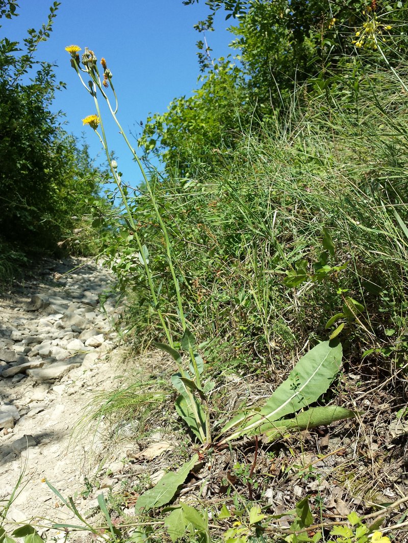 Pasture Hawksbeard