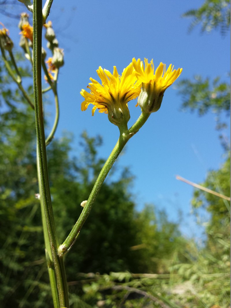 Pasture Hawksbeard photo 4