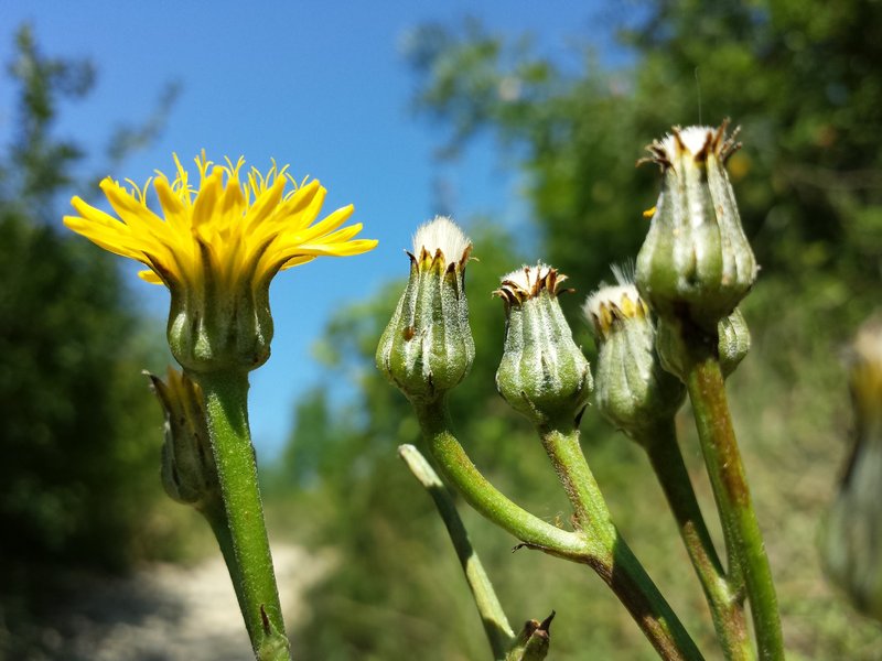 Pasture Hawksbeard photo 5
