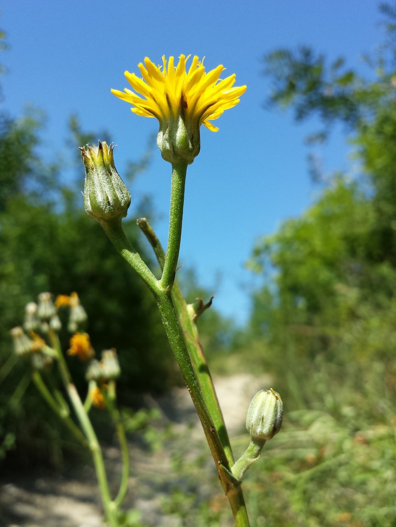 Pasture Hawksbeard photo 6