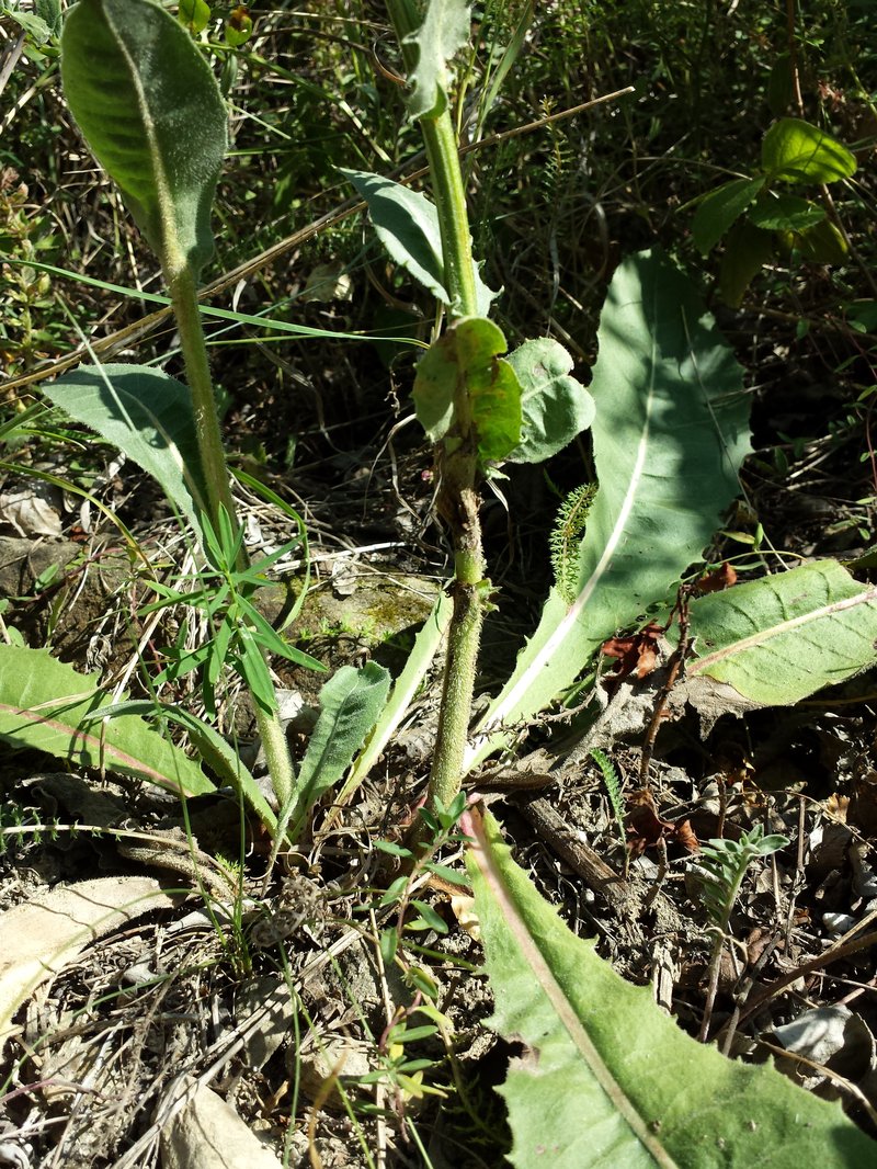 Pasture Hawksbeard photo 7