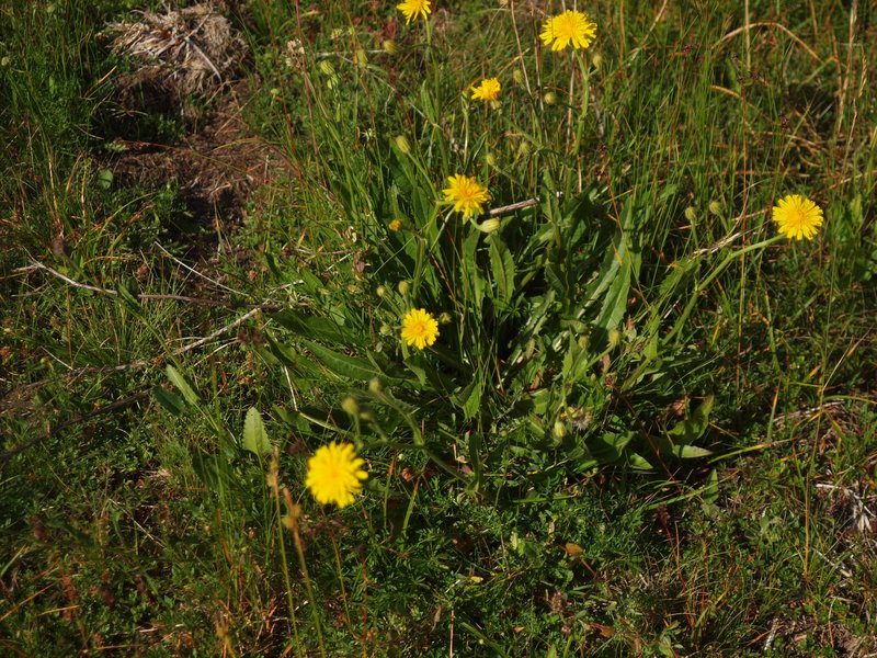 Pasture Hawksbeard photo 8