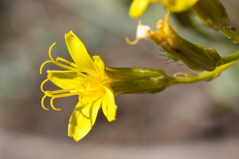 Nakedstem Hawksbeard