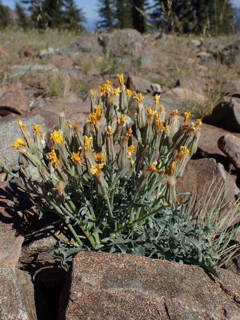 Nakedstem Hawksbeard photo 2