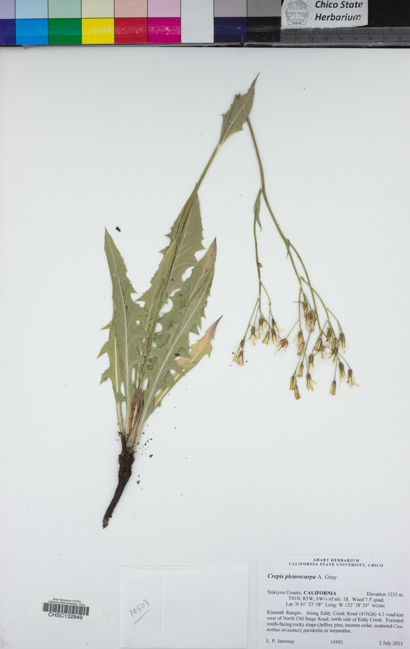 Nakedstem Hawksbeard photo 3