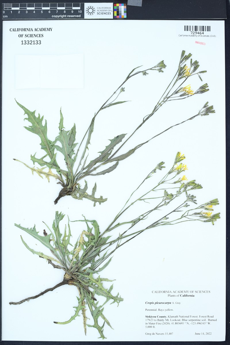 Nakedstem Hawksbeard photo 4