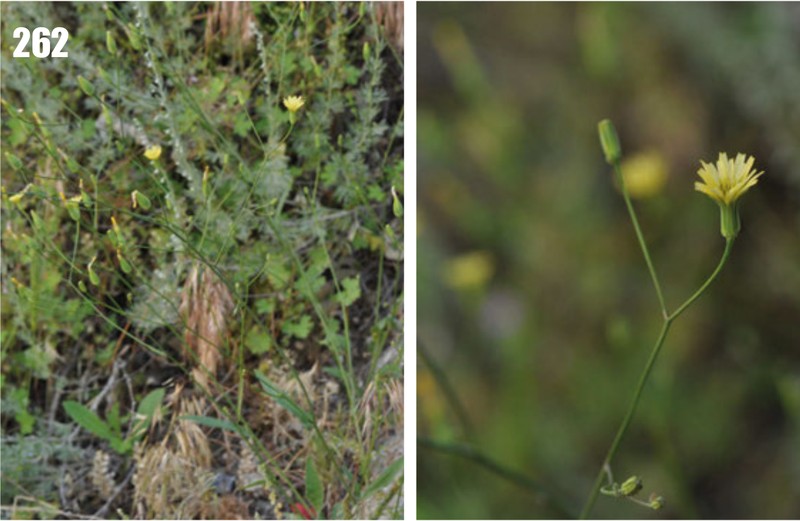 Smallflower Hawksbeard photo 4