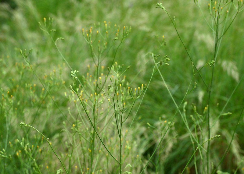 Smallflower Hawksbeard photo 5