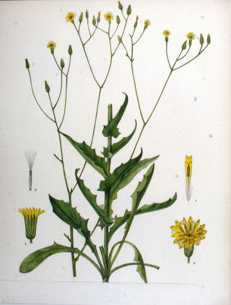 Smallflower Hawksbeard