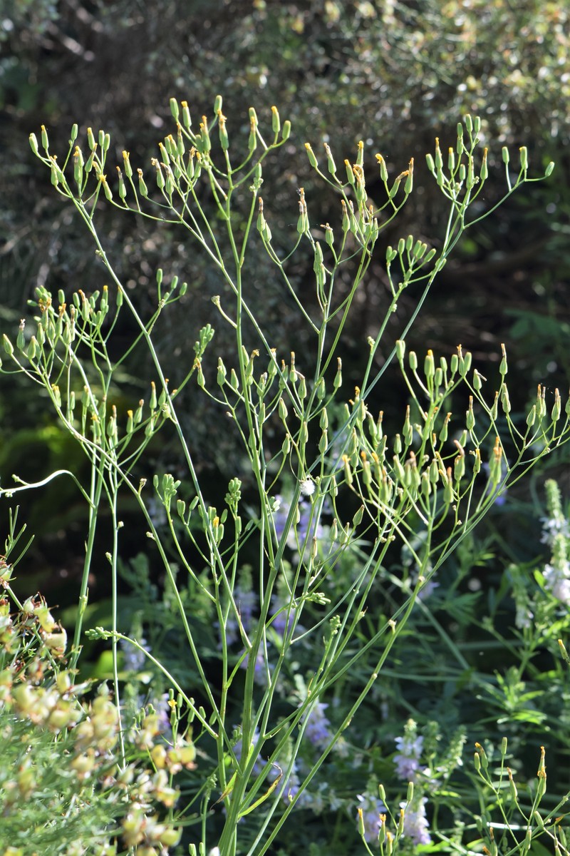 Smallflower Hawksbeard photo 2