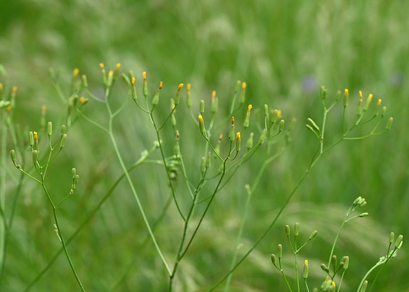 Smallflower Hawksbeard photo 3