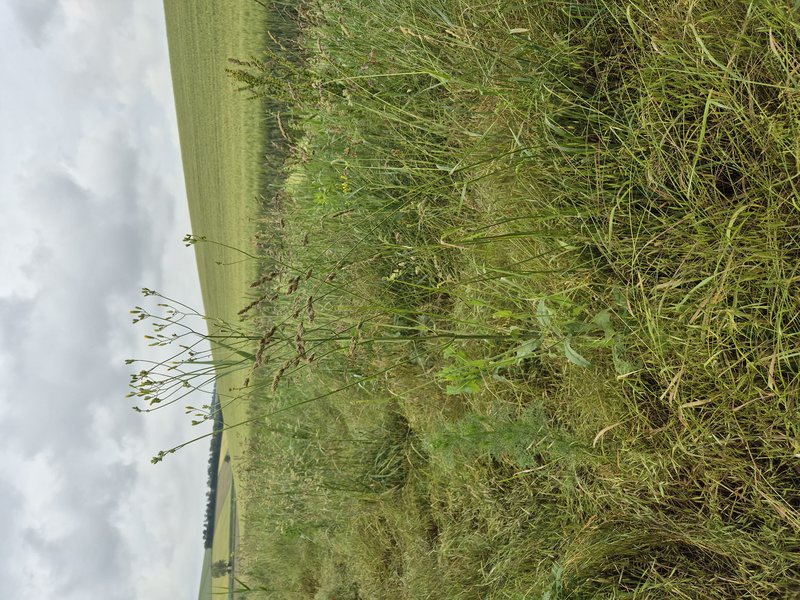 Smallflower Hawksbeard photo 7