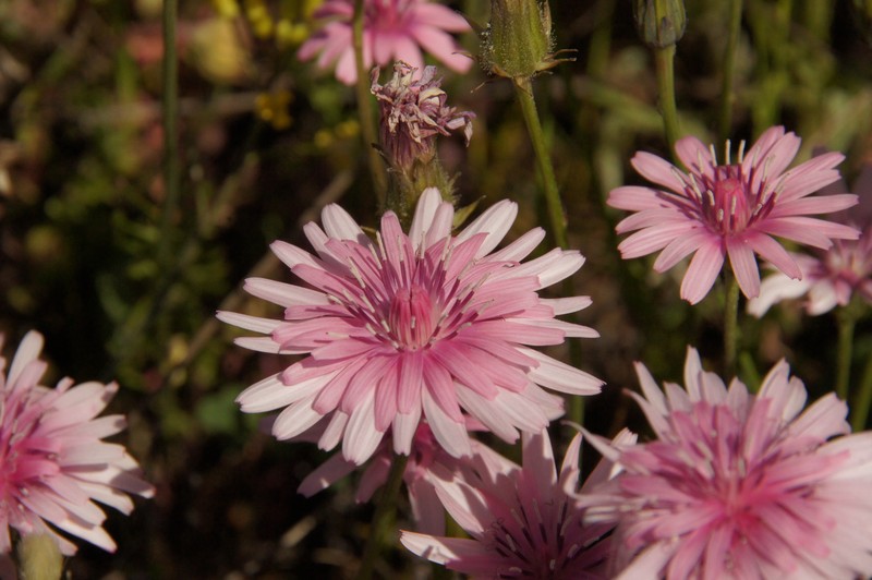 Red Hawksbeard photo 4