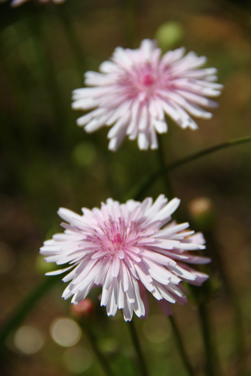 Red Hawksbeard
