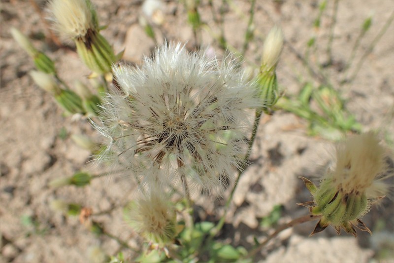Red Hawksbeard photo 2