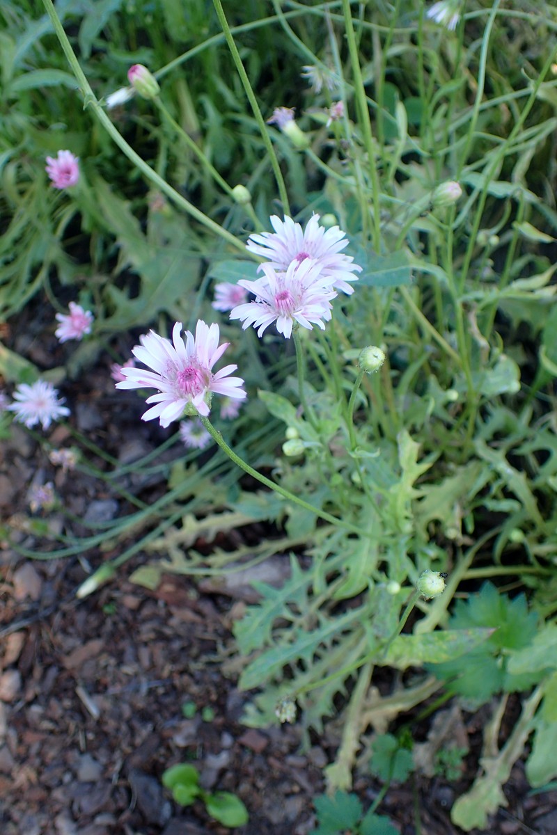 Red Hawksbeard photo 3