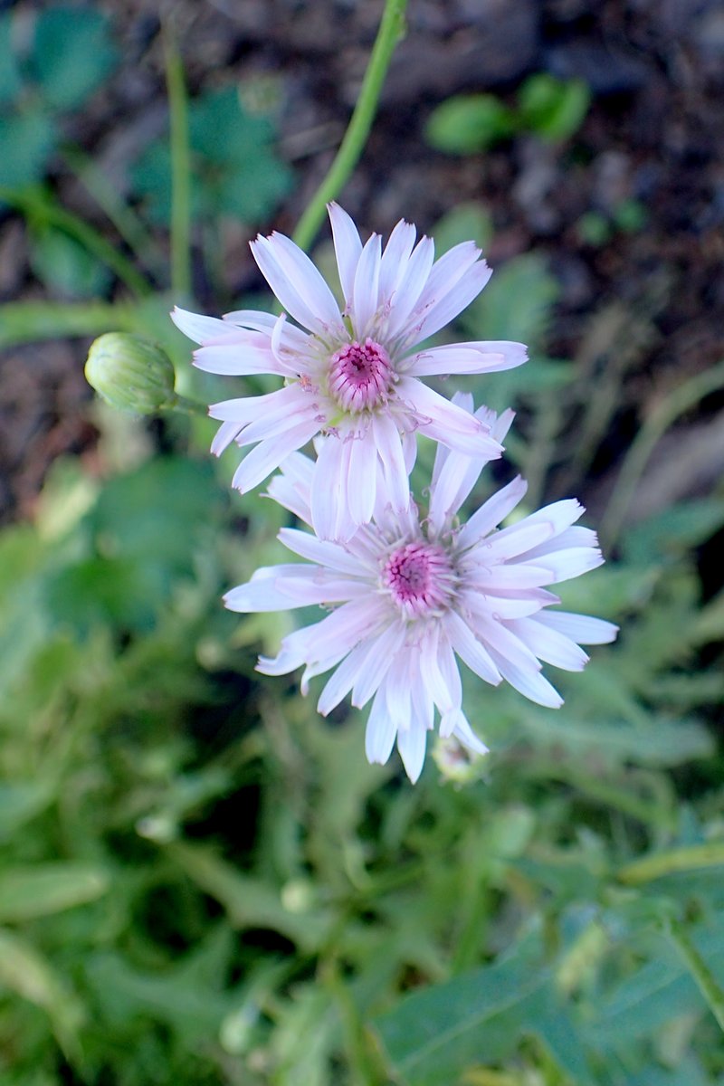 Red Hawksbeard photo 5