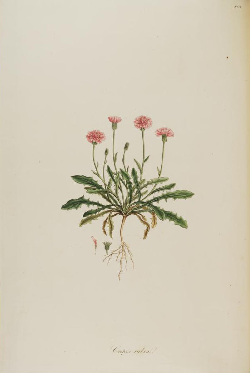Red Hawksbeard photo 6