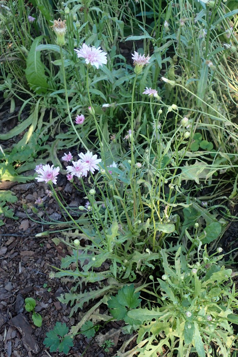 Red Hawksbeard photo 7