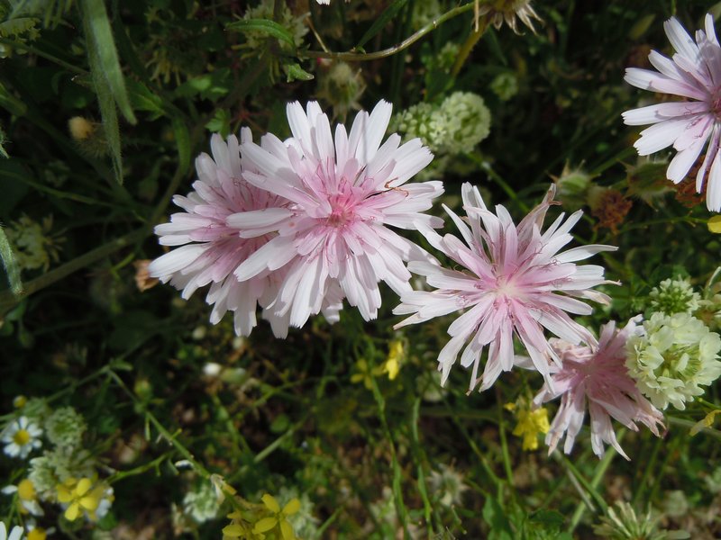 Red Hawksbeard photo 8
