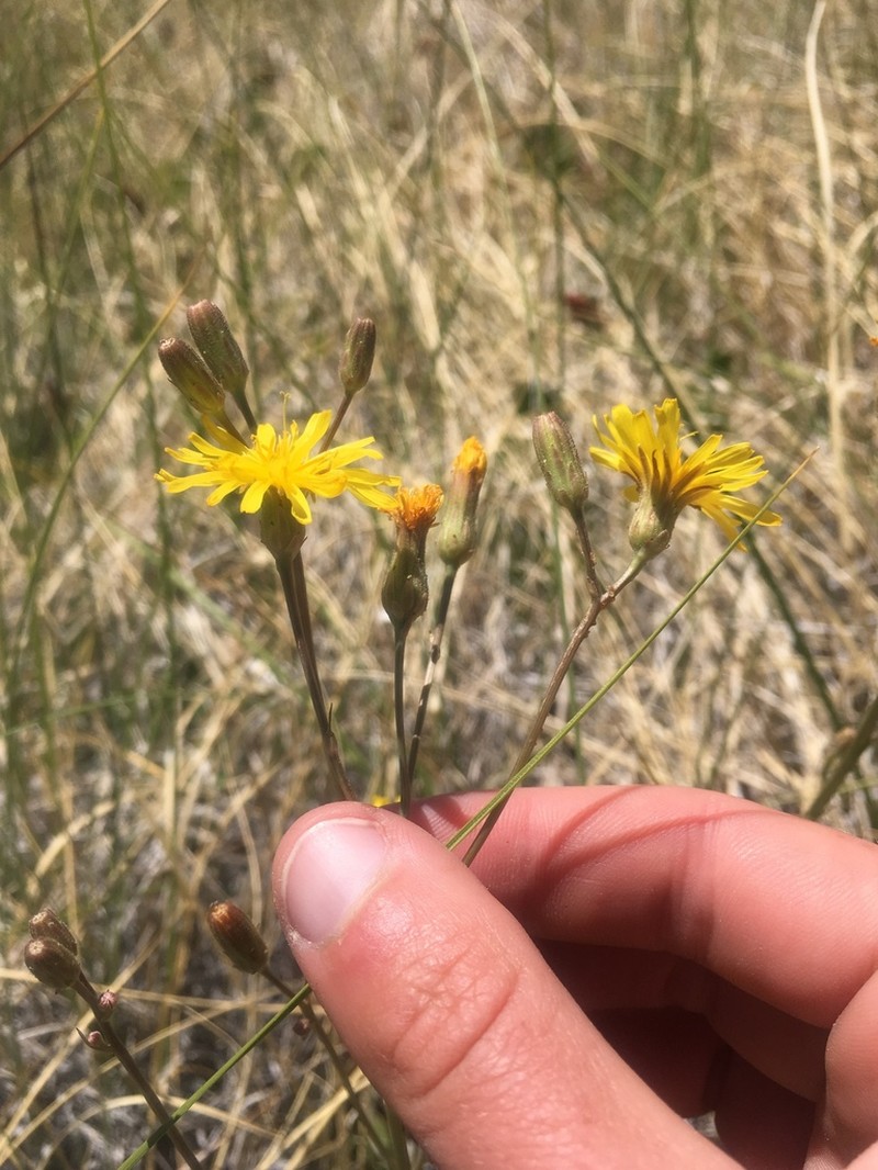 Fiddleleaf Hawksbeard photo 2