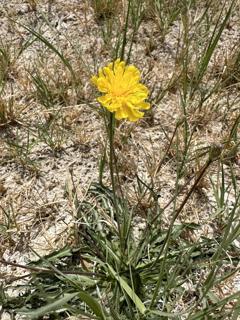 Fiddleleaf Hawksbeard photo 4