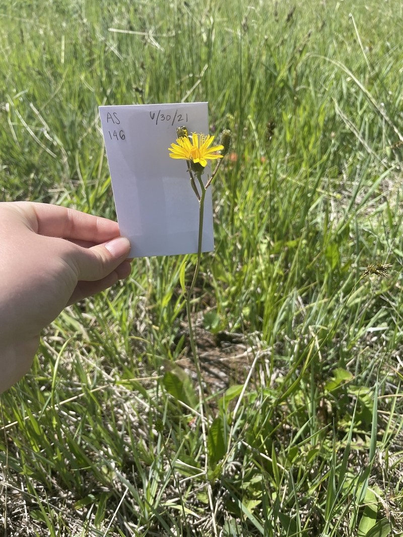 Fiddleleaf Hawksbeard photo 6