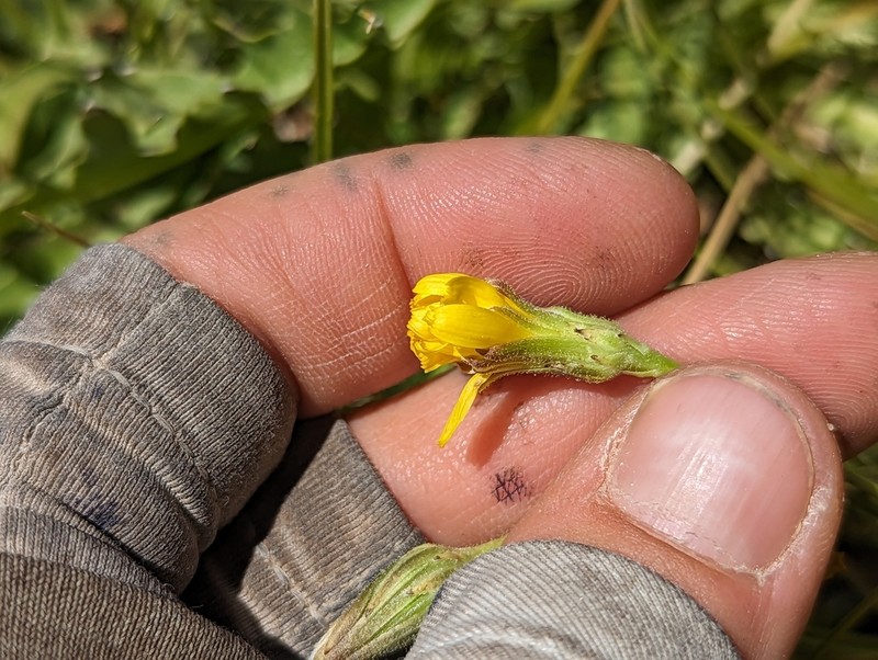 Fiddleleaf Hawksbeard photo 7